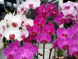  Орхидея Phalaenopsis 1 ствол mix