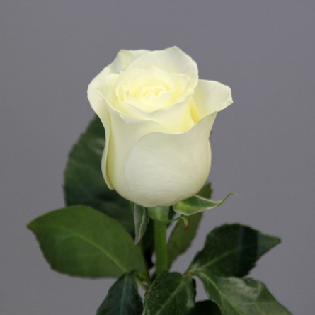 Роза Мондиаль фото 1