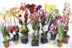 Orchids Mix. фото 1
