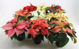 Эуфорбия ( Mix)