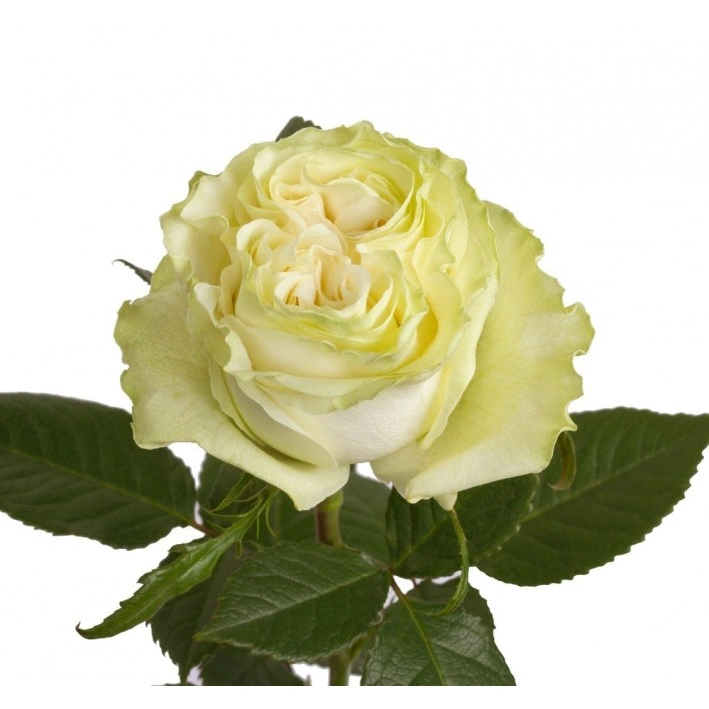 роза Moonstone фото 1